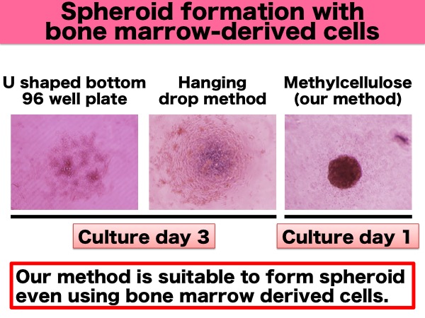 Spheroid formation with bone marrow-derived cells